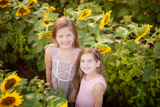 sunflower pictures in charlotte nc monica ebert photography